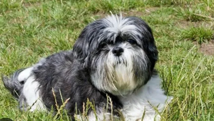 Cachorro ra a Shitzu idade 6 ou mais anos nome Scoby 