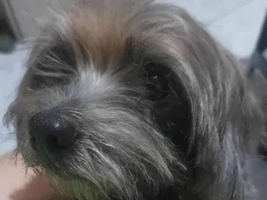 Cachorro raça SRD-ViraLata idade 3 anos nome Popó