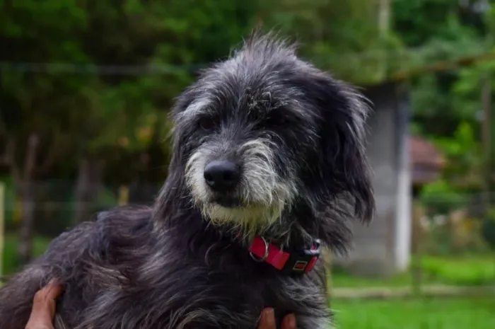 Cachorro ra a SRD-ViraLata idade 2 anos nome Bibi