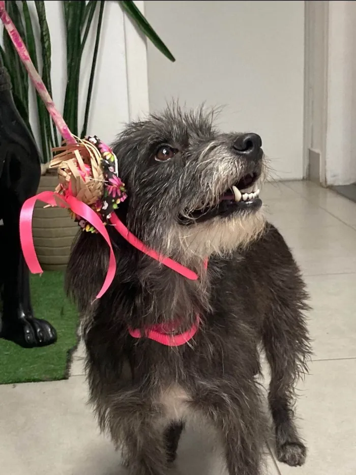 Cachorro ra a SRD-ViraLata idade 2 anos nome Bibi