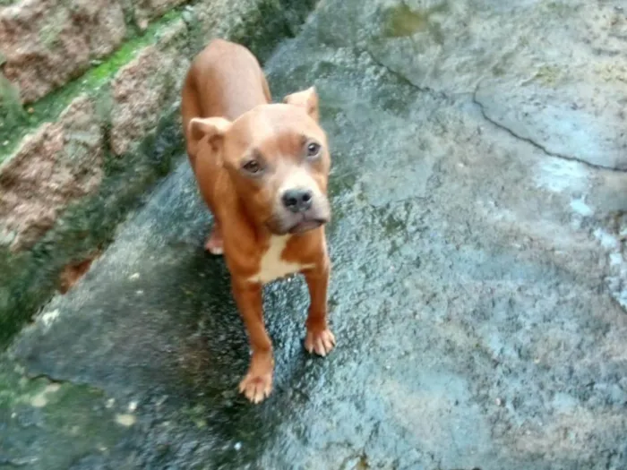 Cachorro ra a SRD-ViraLata idade 2 anos nome Jade