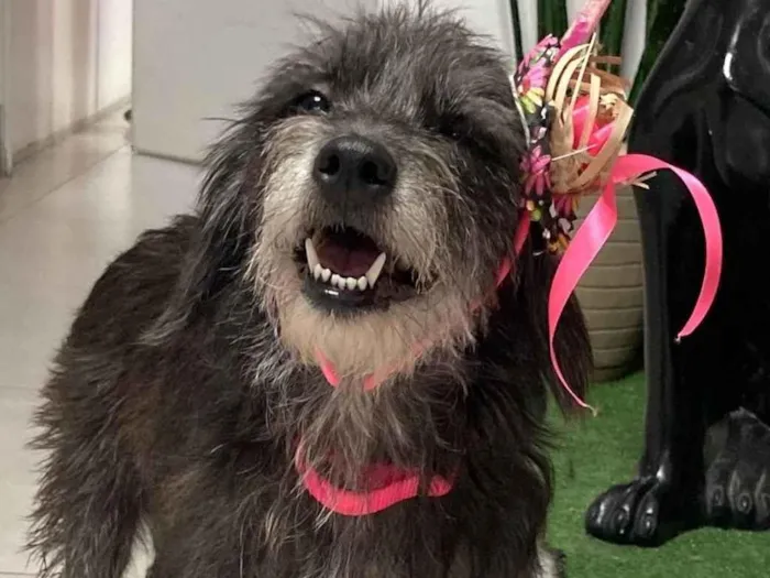 Cachorro ra a SRD-ViraLata idade 2 anos nome Bibi