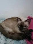 Juma e chamyto