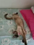 Juma e chamyto