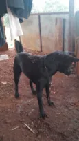 Nala
