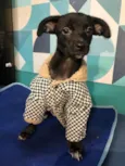 Fred bb4meses porte PEQUENO