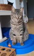 LAÍS