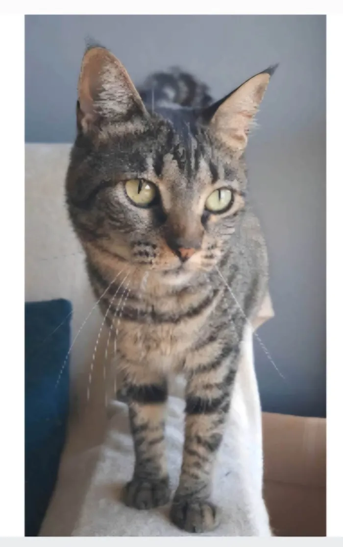 Gato ra a SRD-ViraLata idade 2 anos nome Lais