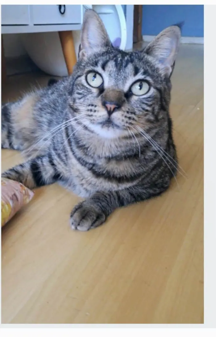 Gato ra a SRD-ViraLata idade 2 anos nome Lais