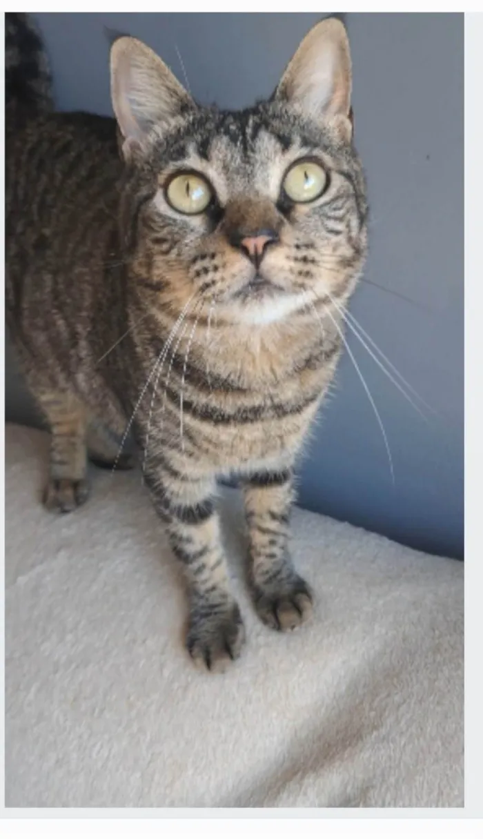 Gato ra a SRD-ViraLata idade 2 anos nome Lais