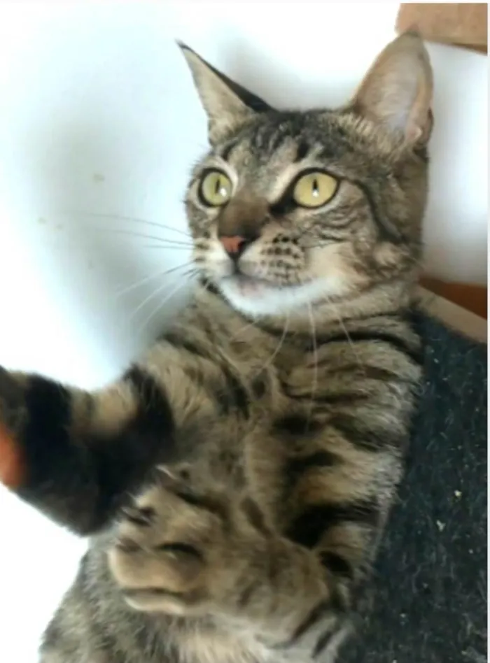 Gato ra a SRD-ViraLata idade 2 anos nome Lais