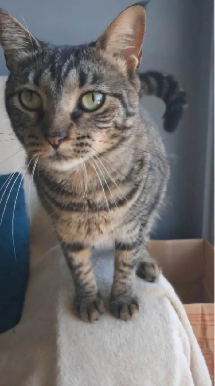 Gato ra a SRD-ViraLata idade 2 anos nome Lais