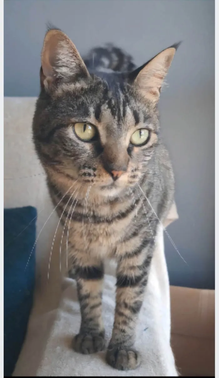 Gato ra a SRD-ViraLata idade 2 anos nome Lais