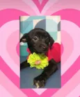 Jasmine bb4meses porte pequeno