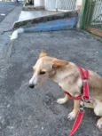 Lola bb 6 meses porte PEQUENO