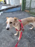 Lola bb 6 meses porte PEQUENO