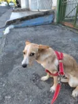 Lola bb 6 meses porte PEQUENO