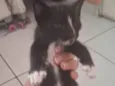 Gatinhos preto e branco