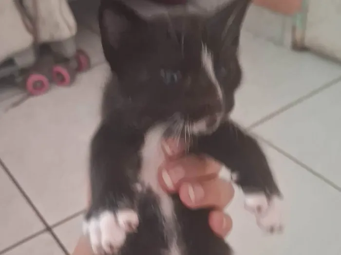 Gato ra a SRD-ViraLata idade Abaixo de 2 meses nome Gatinhos preto e branco