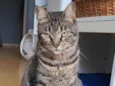 LAÍS