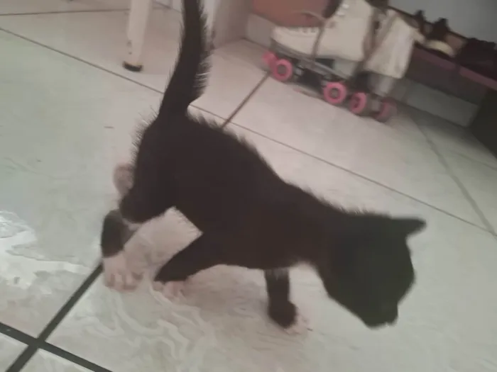 Gato ra a SRD-ViraLata idade Abaixo de 2 meses nome Gatinhos preto e branco