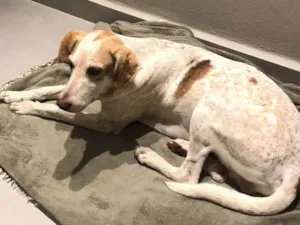 Cachorro raça SRD-ViraLata idade 2 anos nome QUERIDO