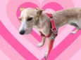 Lola bb 6 meses porte PEQUENO
