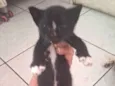 Gatinhos preto e branco