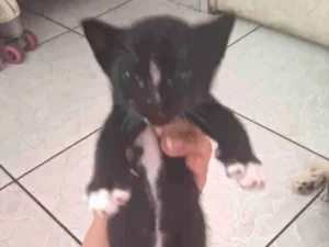 Gato raça SRD-ViraLata idade Abaixo de 2 meses nome Gatinhos preto e branco