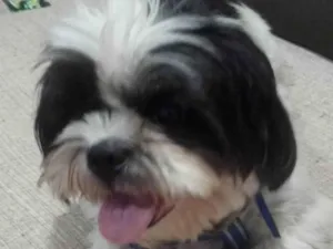 Cachorro raça Shitzu idade 3 anos nome Apolo 