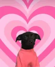 Moana bb4meses porte PEQUENO