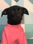 Moana bb4meses porte PEQUENO