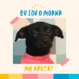Moana bb4meses porte PEQUENO