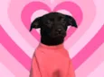 Moana bb4meses porte PEQUENO