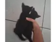 Gatinhos preto e branco