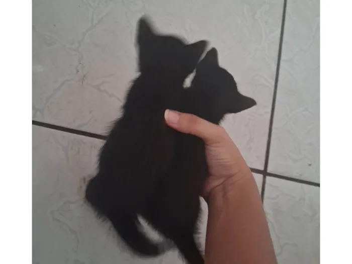 Gato ra a SRD-ViraLata idade Abaixo de 2 meses nome Gatinhos preto e branco