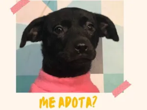 Cachorro raça SRD-ViraLata idade 2 a 6 meses nome Moana bb4meses porte PEQUENO 