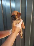 Cachorrinho