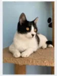 MAGGIE