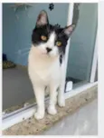 MAGGIE