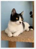 MAGGIE