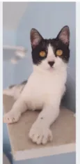MAGGIE