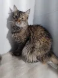 Penélope