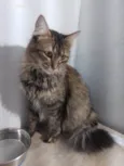 Penélope