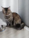 Penélope