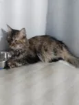 Penélope