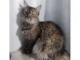 Penélope