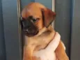 Cachorrinho