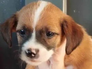 Cachorro raça SRD-ViraLata idade Abaixo de 2 meses nome Cão 