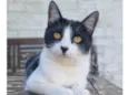 MAGGIE